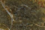Polished, Jurassic Petrified Tree Fern (Osmunda) Slab - Australia #185189-1
